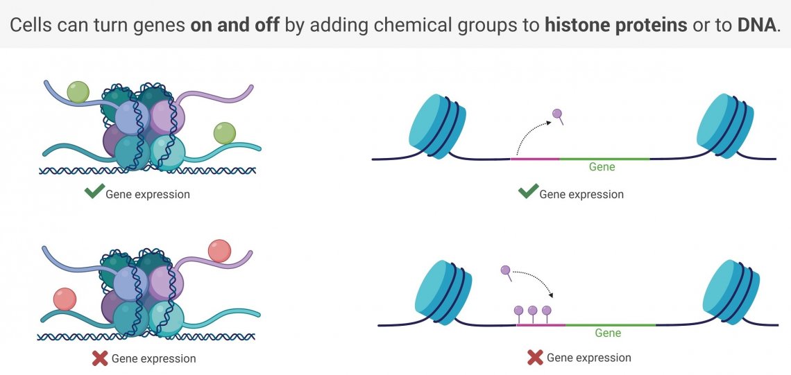 What is Epigenetics Cover