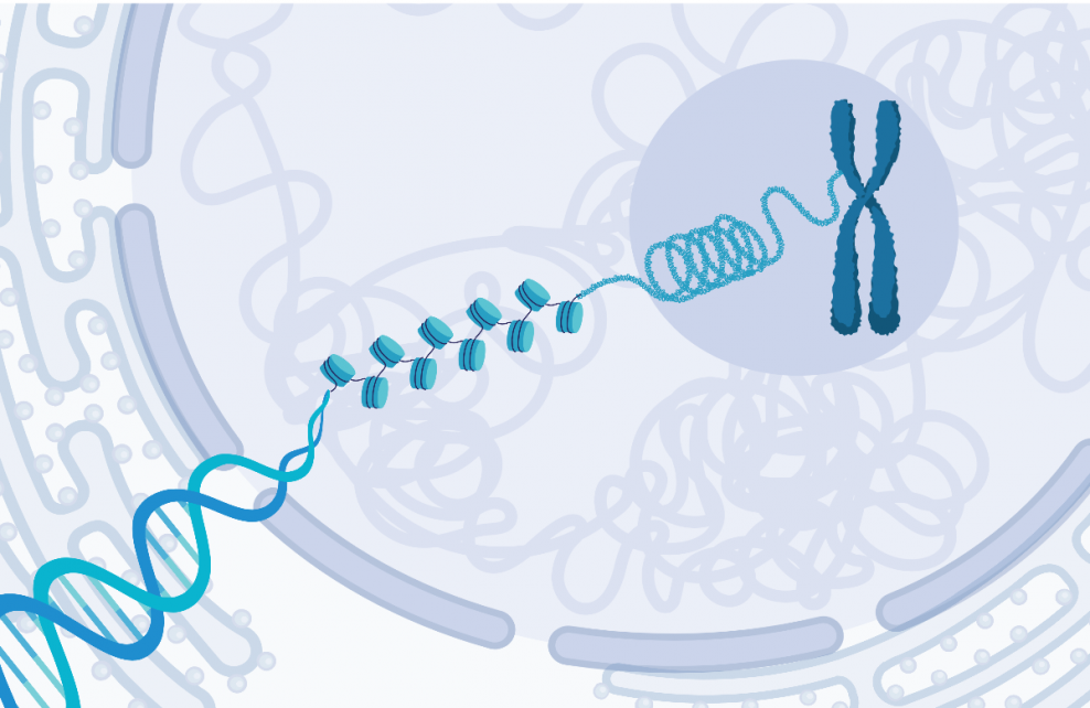 packaging of DNA into chromatin