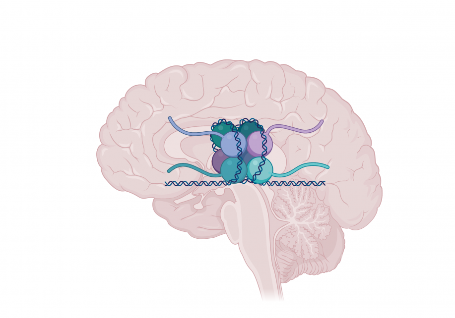 a graphic of the brain with a chromatin overlay
