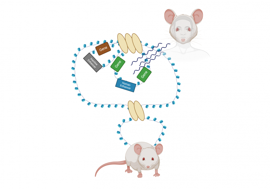 gene-enhancer figure