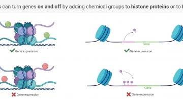 What is Epigenetics Cover