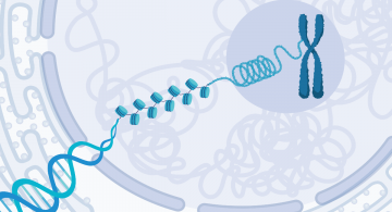 packaging of DNA into chromatin