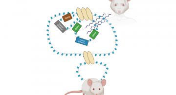 gene-enhancer figure